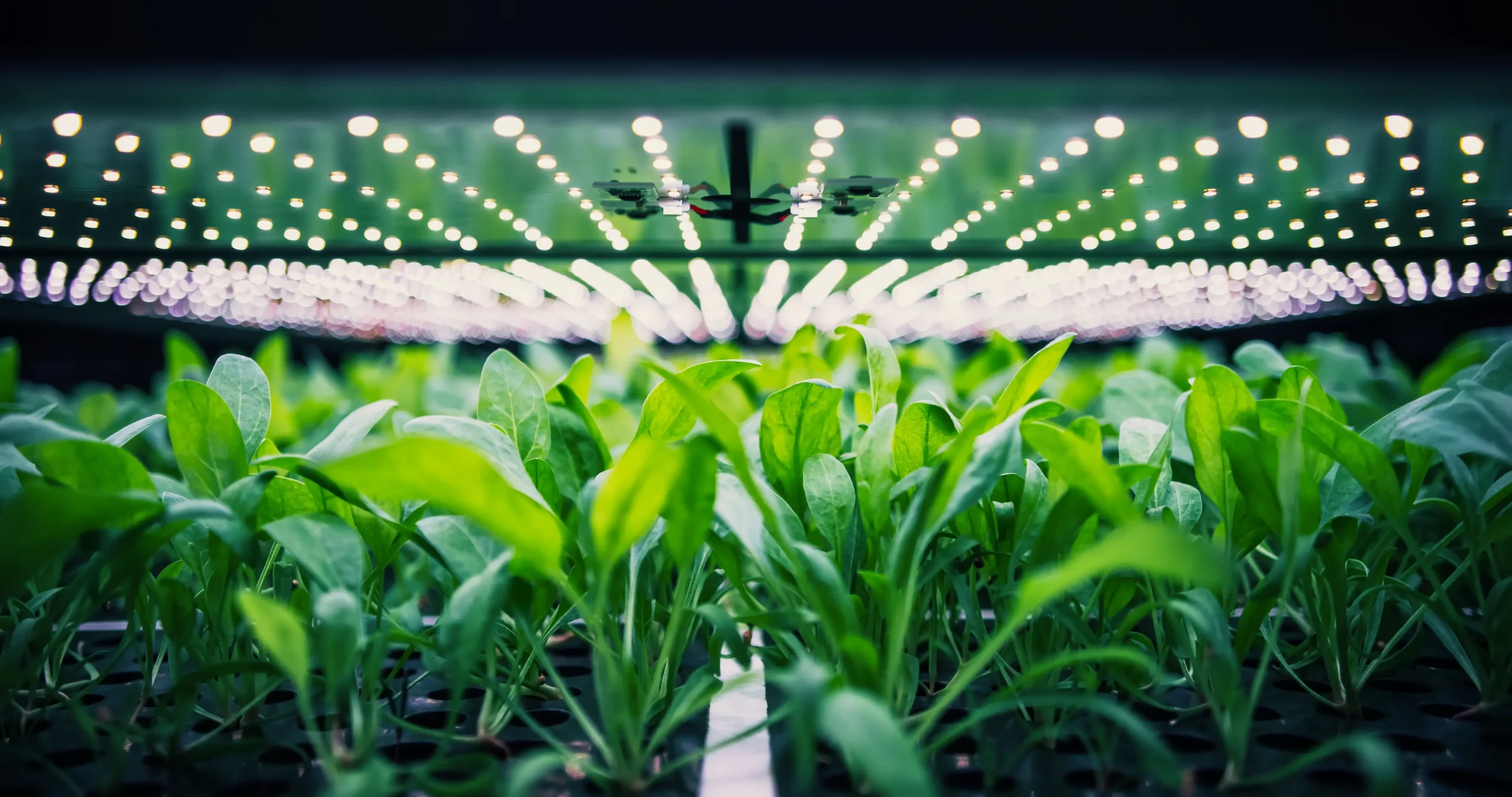 Sustainable Food Systems
